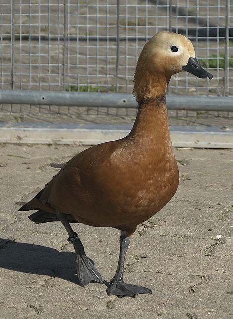 兰骑士