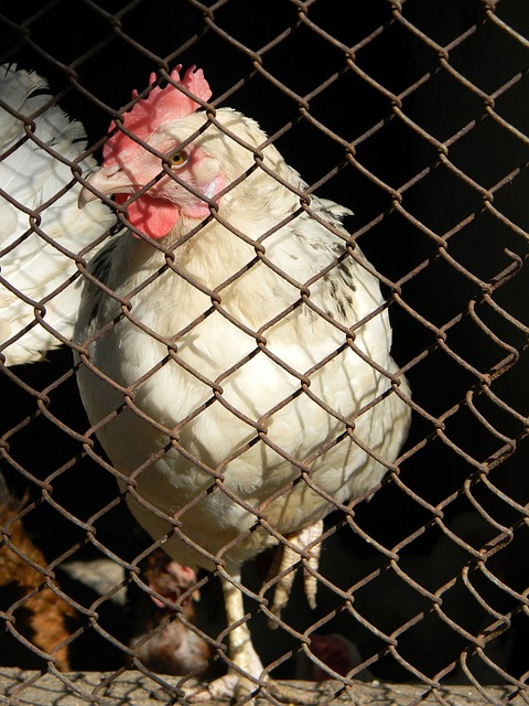 将自己的生 将自己的生